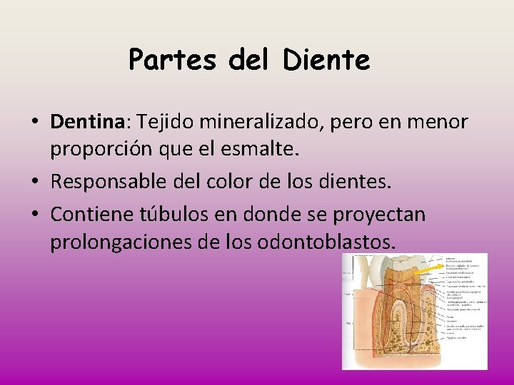 Partes del Diente • Dentina: Tejido mineralizado, pero en menor proporción que el esmalte.
