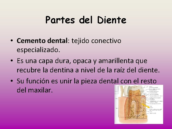 Partes del Diente • Cemento dental: tejido conectivo especializado. • Es una capa dura,