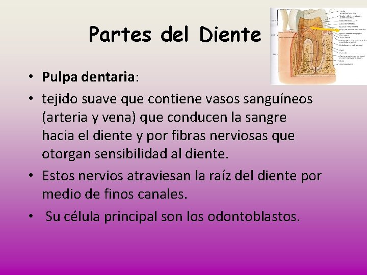 Partes del Diente • Pulpa dentaria: • tejido suave que contiene vasos sanguíneos (arteria