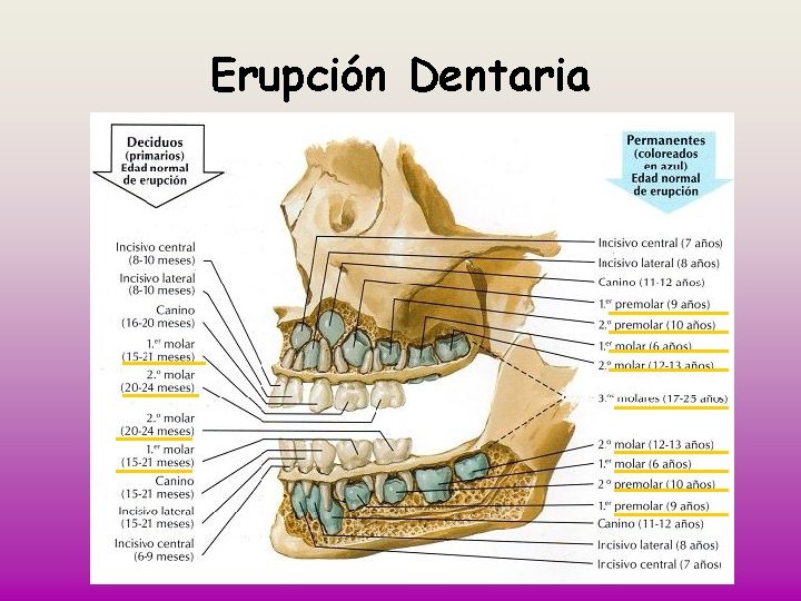 Erupción Dentaria 