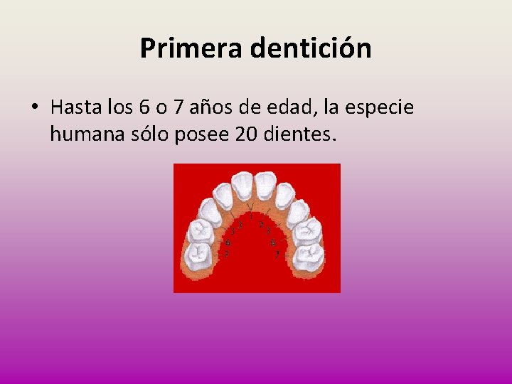 Primera dentición • Hasta los 6 o 7 años de edad, la especie humana