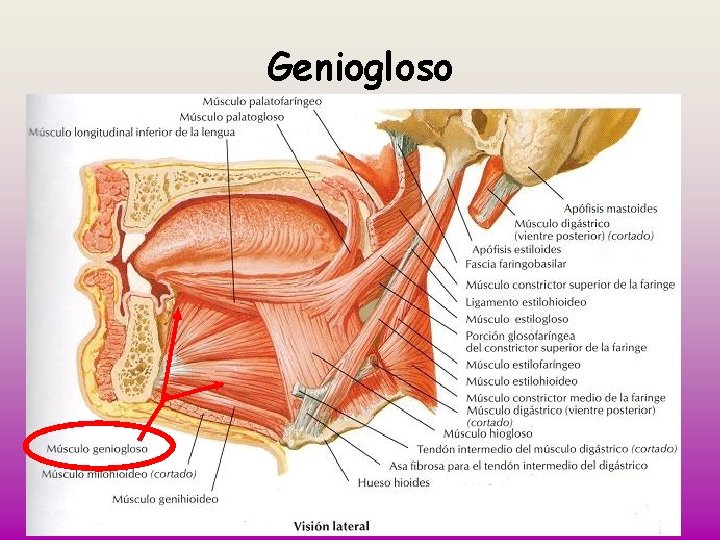 Geniogloso 