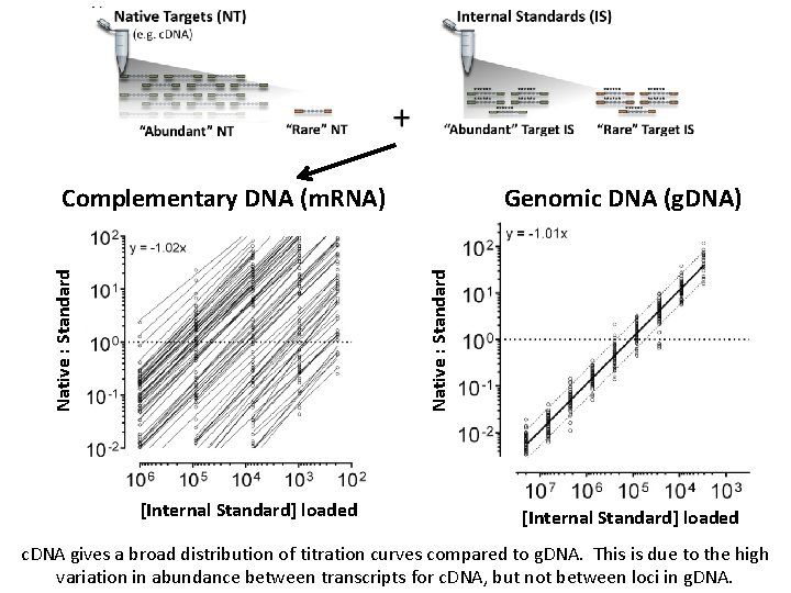 Genomic DNA (g. DNA) Native : Standard Complementary DNA (m. RNA) [Internal Standard] loaded