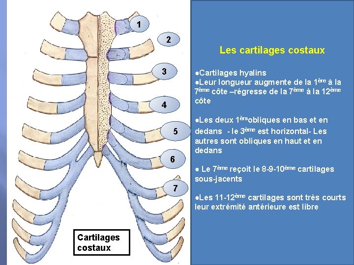 1 2 Les cartilages costaux 3 ●Cartilages hyalins ●Leur longueur augmente de la 1ère