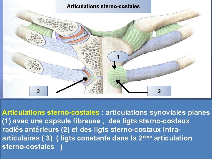 Articulations sterno-costales 1 3 2 Articulations sterno-costales : articulations synoviales planes (1) avec une