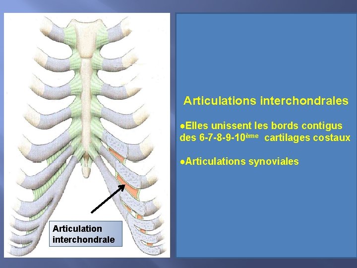 Articulations interchondrales ●Elles unissent les bords contigus des 6 -7 -8 -9 -10ème cartilages