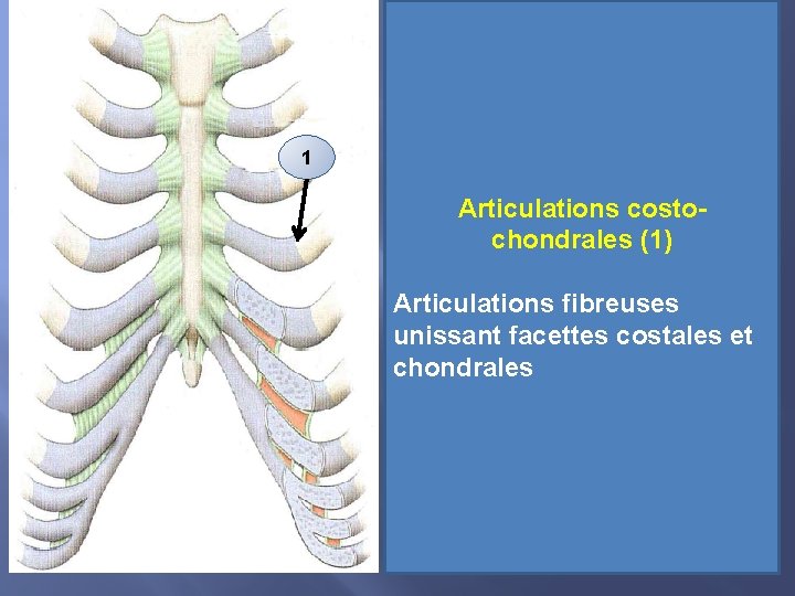 1 Articulations costochondrales (1) Articulations fibreuses unissant facettes costales et chondrales 