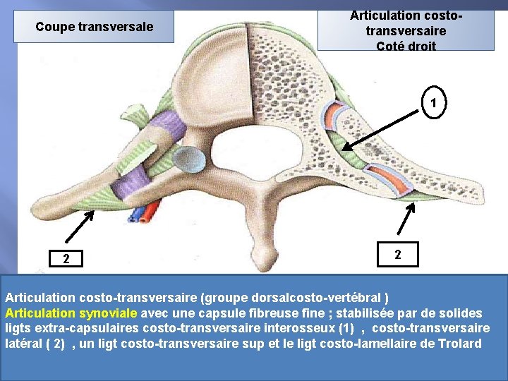 Coupe transversale Articulation costotransversaire Coté droit 1 2 2 Articulation costo-transversaire (groupe dorsalcosto-vertébral )