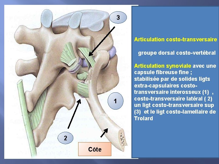 3 Articulation costo-transversaire groupe dorsal costo-vertébral 1 2 Côte Articulation synoviale avec une capsule