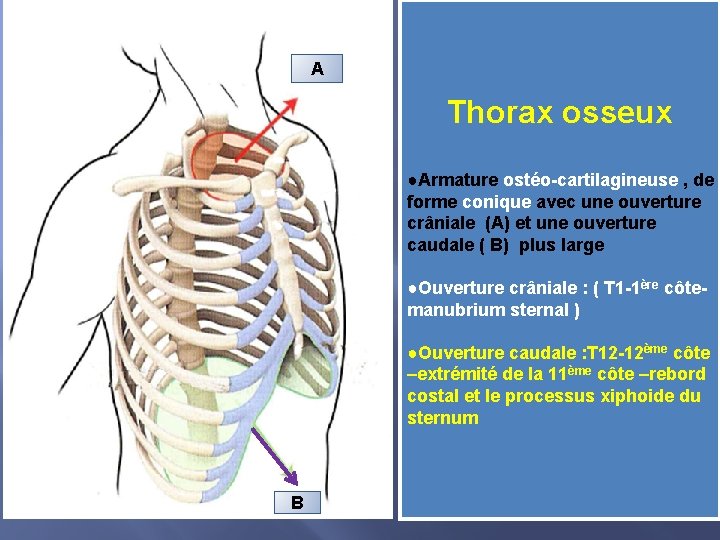 A Thorax osseux ●Armature ostéo-cartilagineuse , de forme conique avec une ouverture crâniale (A)