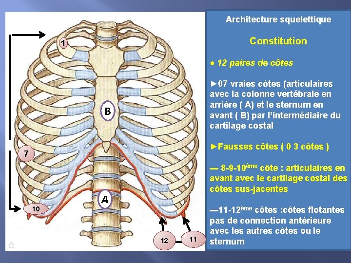 Architecture squelettique Constitution 1 ● 12 paires de côtes ► 07 vraies côtes (articulaires