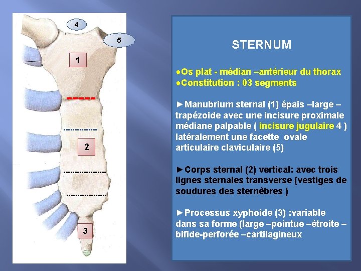 4 5 STERNUM 1 ●Os plat - médian –antérieur du thorax ●Constitution : 03
