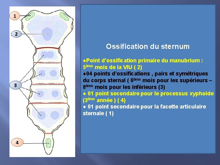 1 2 Ossification du sternum 3 4 ●Point d’ossification primaire du manubrium : 5ème