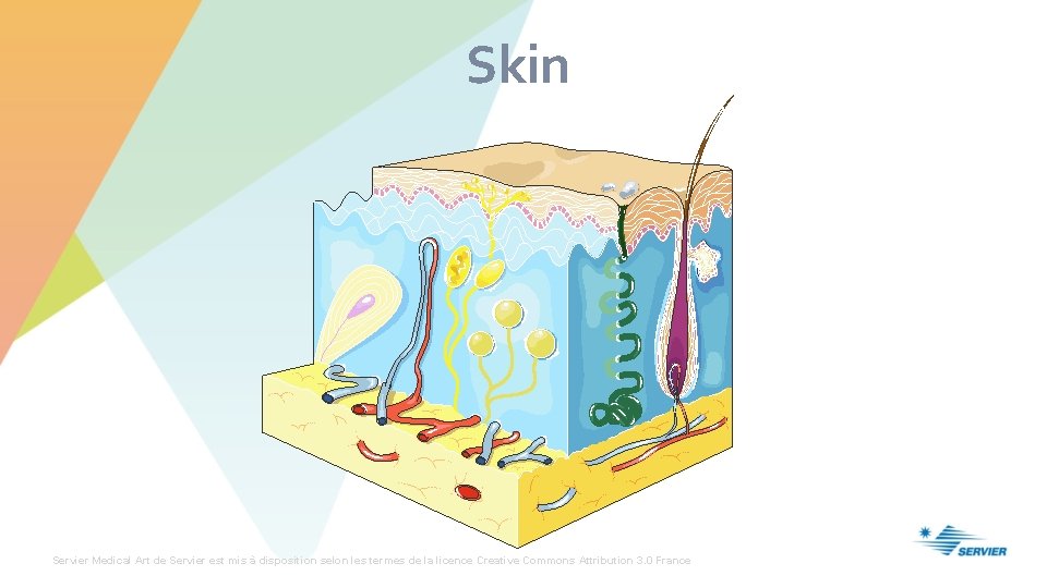 Skin Epidermis Dermis Subcutaneous tissue Servier Medical Art de Servier est mis à disposition