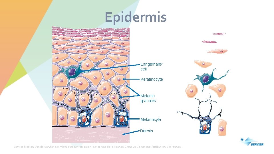 Epidermis Langerhans’ cell Keratinocyte Melanin granules Melanocyte Dermis Servier Medical Art de Servier est