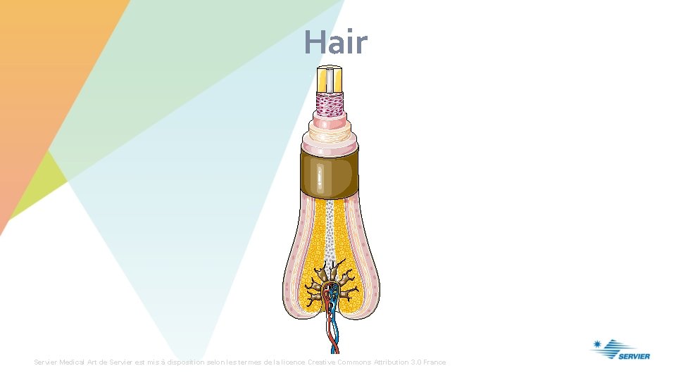 Hair Servier Medical Art de Servier est mis à disposition selon les termes de