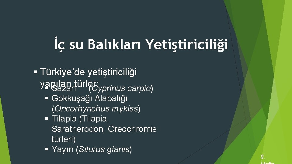 İç su Balıkları Yetiştiriciliği § Türkiye’de yetiştiriciliği yapılan § Sazantürler: (Cyprinus carpio) § Gökkuşağı
