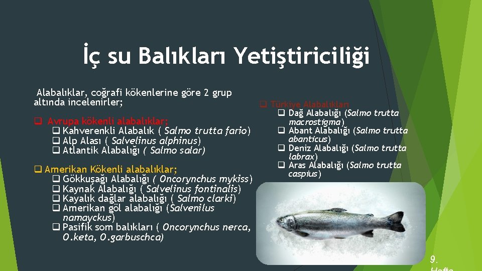 İç su Balıkları Yetiştiriciliği Alabalıklar, coğrafi kökenlerine göre 2 grup altında incelenirler; q Türkiye