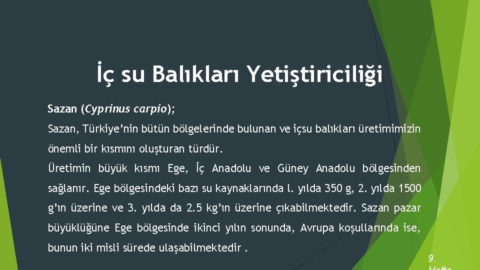 İç su Balıkları Yetiştiriciliği Sazan (Cyprinus carpio); Sazan, Türkiye’nin bütün bölgelerinde bulunan ve içsu