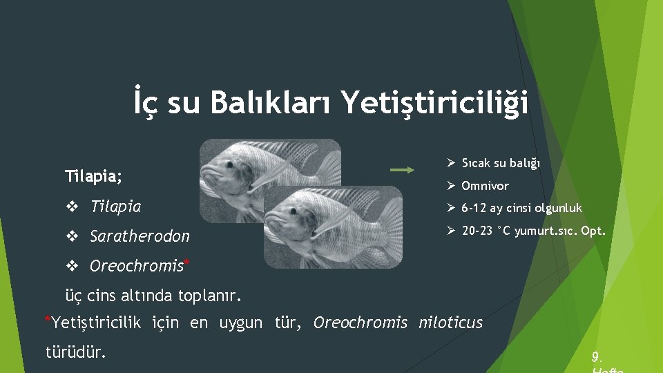 İç su Balıkları Yetiştiriciliği Tilapia; Ø Sıcak su balığı Ø Omnivor v Tilapia Ø