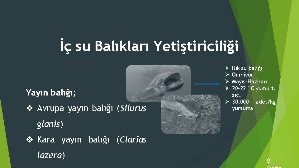 İç su Balıkları Yetiştiriciliği Yayın balığı; v Avrupa yayın balığı (Silurus Ilık su balığı