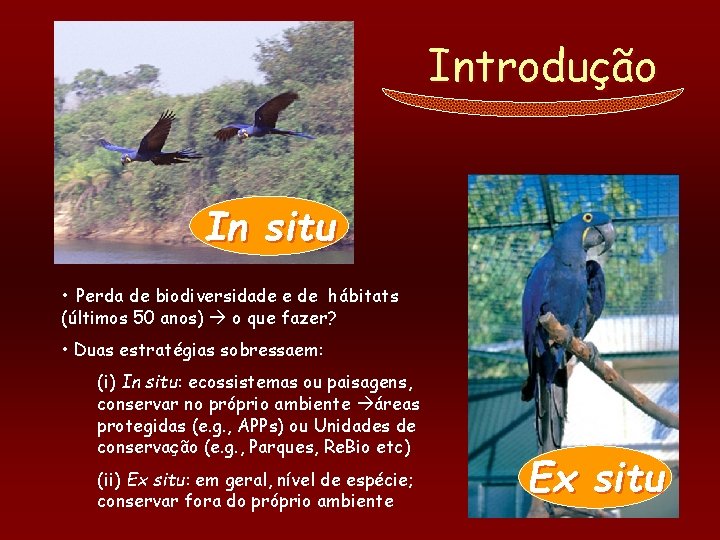 Introdução In situ • Perda de biodiversidade e de hábitats (últimos 50 anos) o