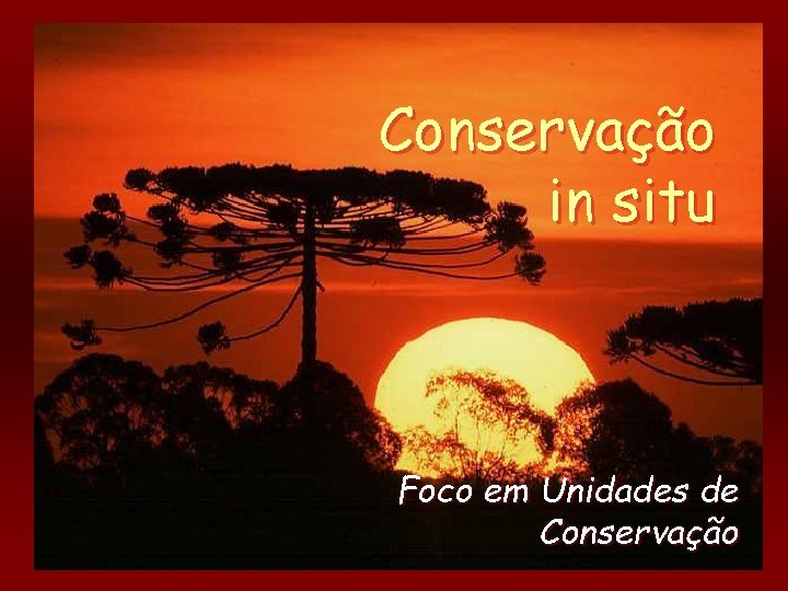 Conservação in situ Foco em Unidades de Conservação 