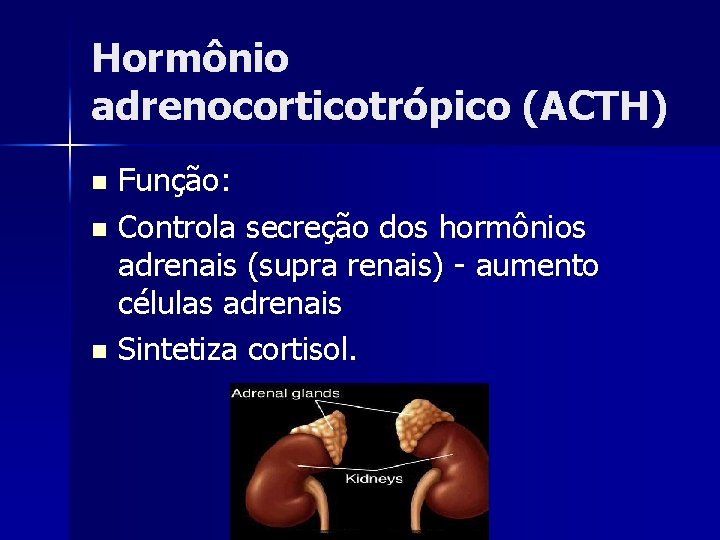 Hormônio adrenocorticotrópico (ACTH) Função: n Controla secreção dos hormônios adrenais (supra renais) - aumento