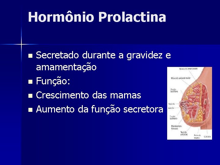 Hormônio Prolactina Secretado durante a gravidez e amamentação n Função: n Crescimento das mamas