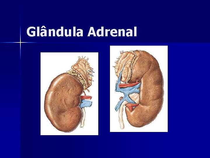 Glândula Adrenal 