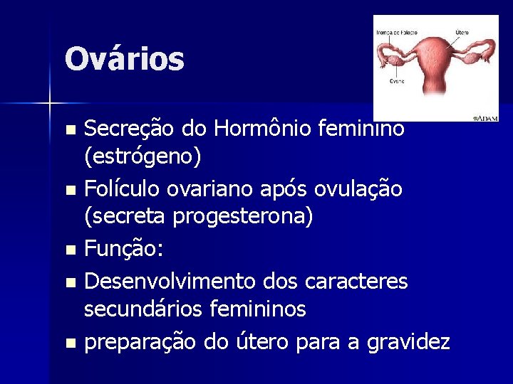 Ovários Secreção do Hormônio feminino (estrógeno) n Folículo ovariano após ovulação (secreta progesterona) n