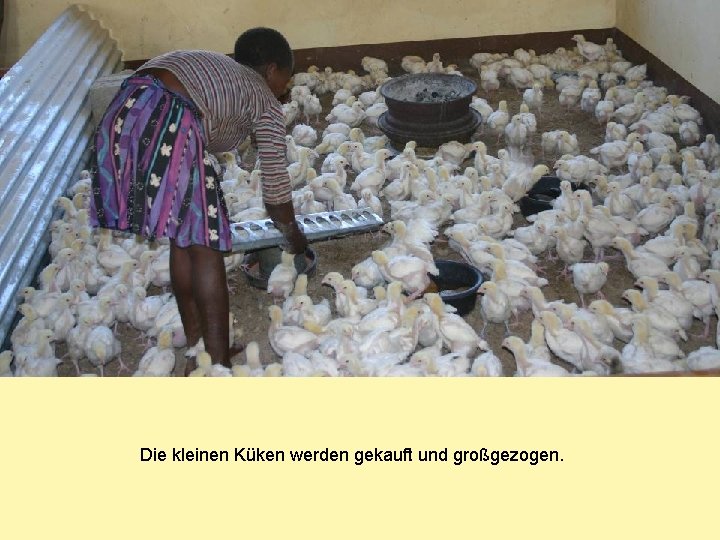 Die kleinen Küken werden gekauft und großgezogen. 