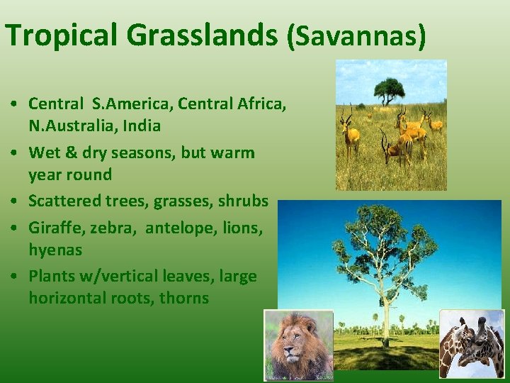 Tropical Grasslands (Savannas) • Central S. America, Central Africa, N. Australia, India • Wet