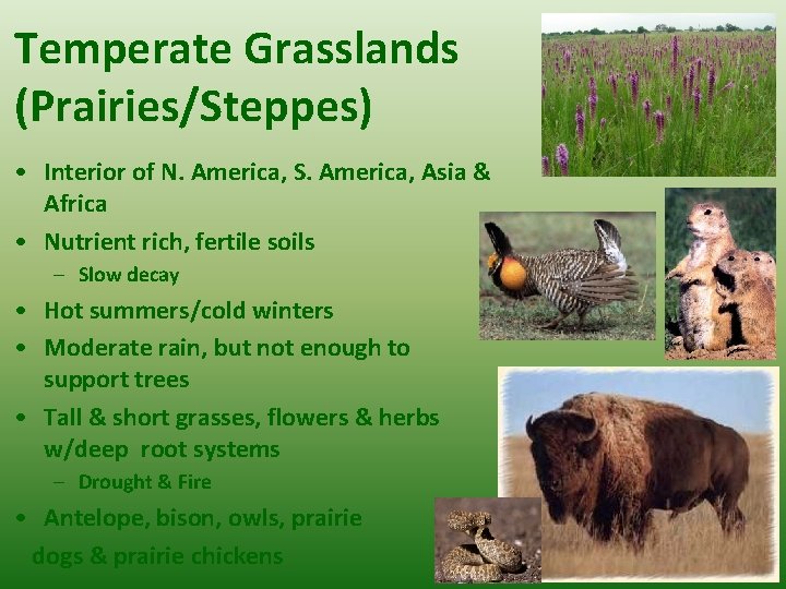 Temperate Grasslands (Prairies/Steppes) • Interior of N. America, S. America, Asia & Africa •