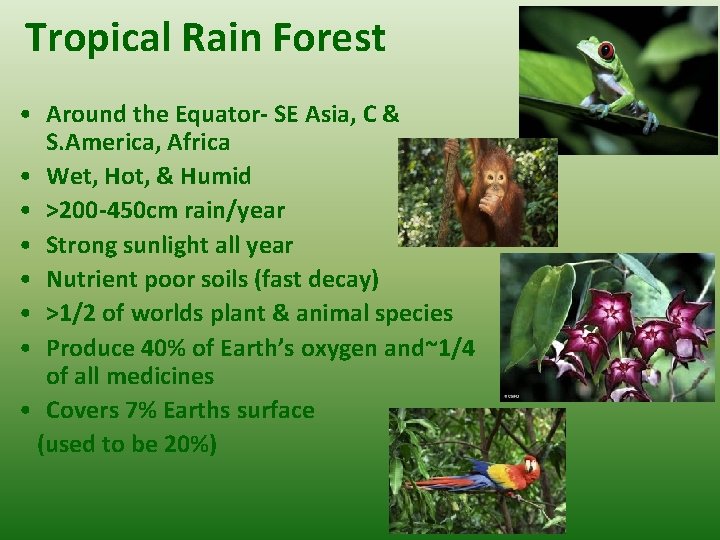 Tropical Rain Forest • Around the Equator- SE Asia, C & S. America, Africa