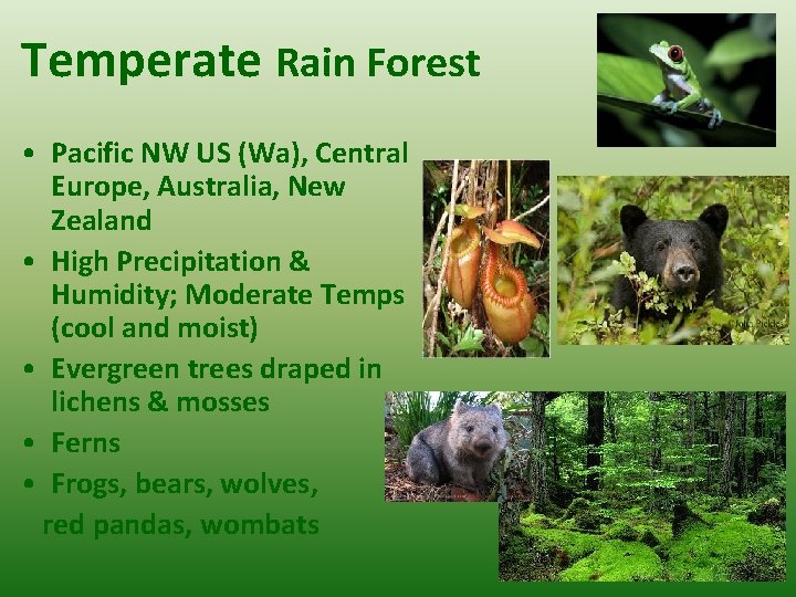 Temperate Rain Forest • Pacific NW US (Wa), Central Europe, Australia, New Zealand •