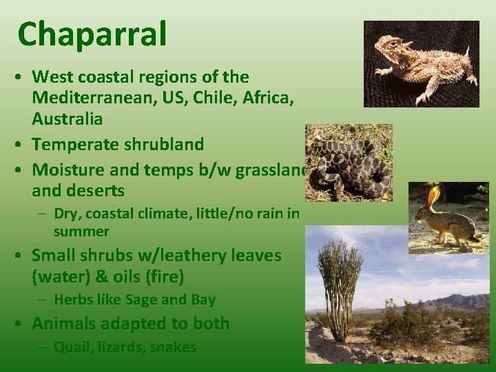 Chaparral • West coastal regions of the Mediterranean, US, Chile, Africa, Australia • Temperate