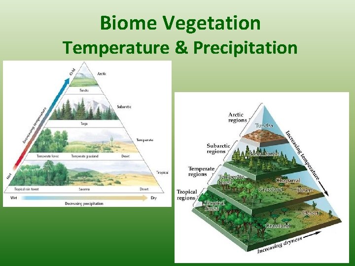 Biome Vegetation Temperature & Precipitation 4 