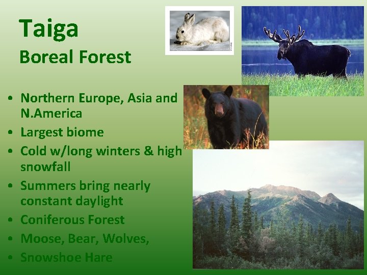 Taiga Boreal Forest • Northern Europe, Asia and N. America • Largest biome •