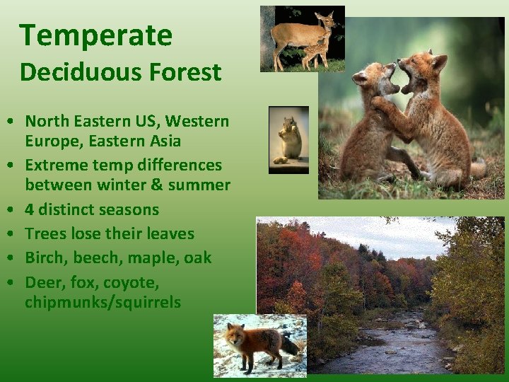 Temperate Deciduous Forest • North Eastern US, Western Europe, Eastern Asia • Extreme temp