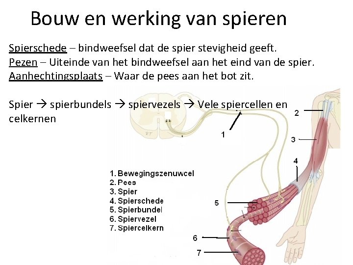 Bouw en werking van spieren Spierschede – bindweefsel dat de spier stevigheid geeft. Pezen