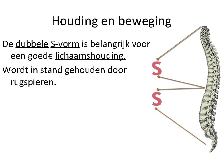 Houding en beweging De dubbele S-vorm is belangrijk voor een goede lichaamshouding. Wordt in