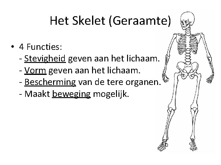 Het Skelet (Geraamte) • 4 Functies: - Stevigheid geven aan het lichaam. - Vorm