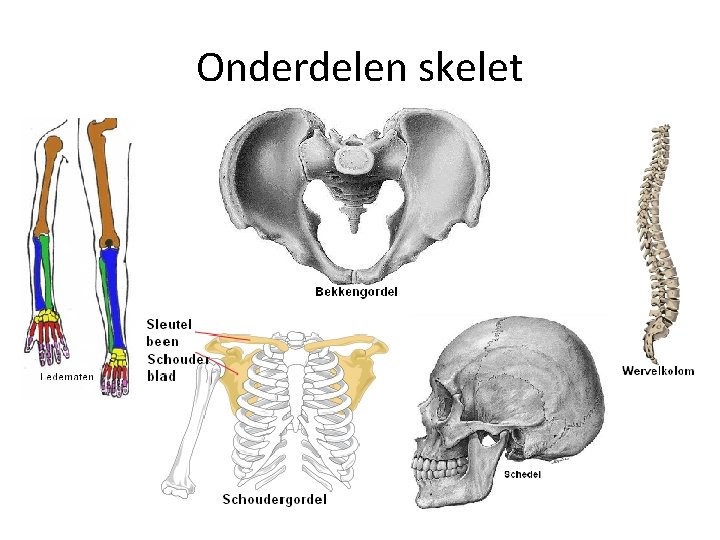 Onderdelen skelet 