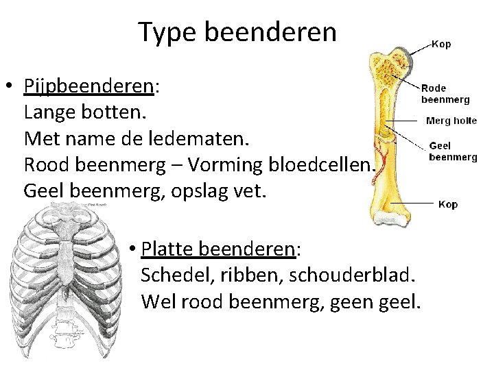Type beenderen • Pijpbeenderen: Lange botten. Met name de ledematen. Rood beenmerg – Vorming