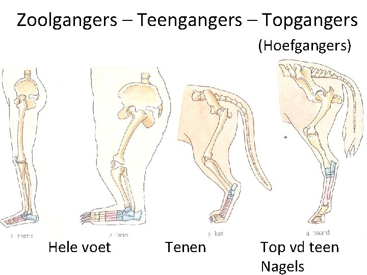 Zoolgangers – Teengangers – Topgangers (Hoefgangers) Hele voet Tenen Top vd teen Nagels 