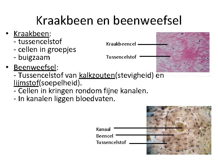 Kraakbeen en beenweefsel • Kraakbeen: - tussencelstof Kraakbeencel - cellen in groepjes Tussencelstof -