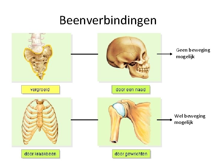 Beenverbindingen Geen beweging mogelijk Wel beweging mogelijk 