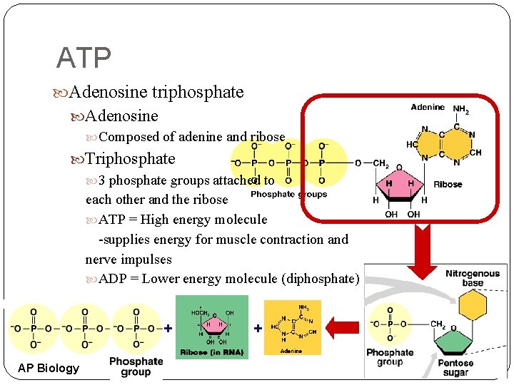 ATP Adenosine triphosphate Adenosine Composed of adenine and ribose Triphosphate 3 phosphate groups attached