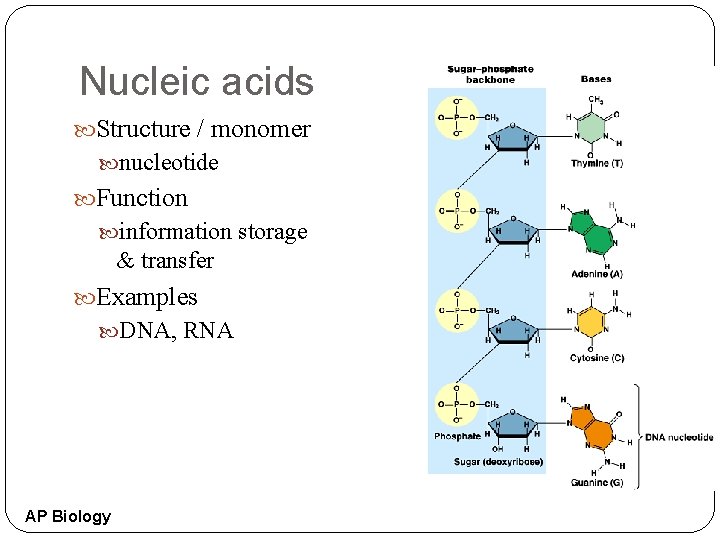 Nucleic acids Structure / monomer nucleotide Function information storage & transfer Examples DNA, RNA